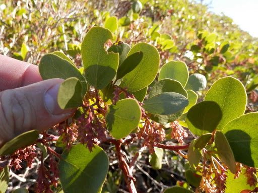 Arctostaphylos patula (Greenleaf manzanita), native California shrub