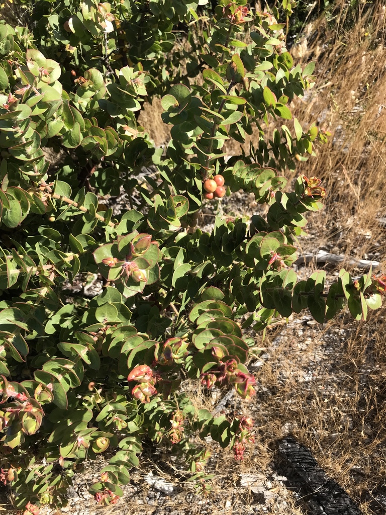 Arctostaphylos pechoensis (Pecho manzanita), native California shrub