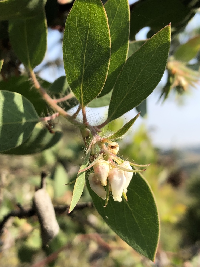 Arctostaphylos pilosula (Santa margarita manzanita), native California shrub