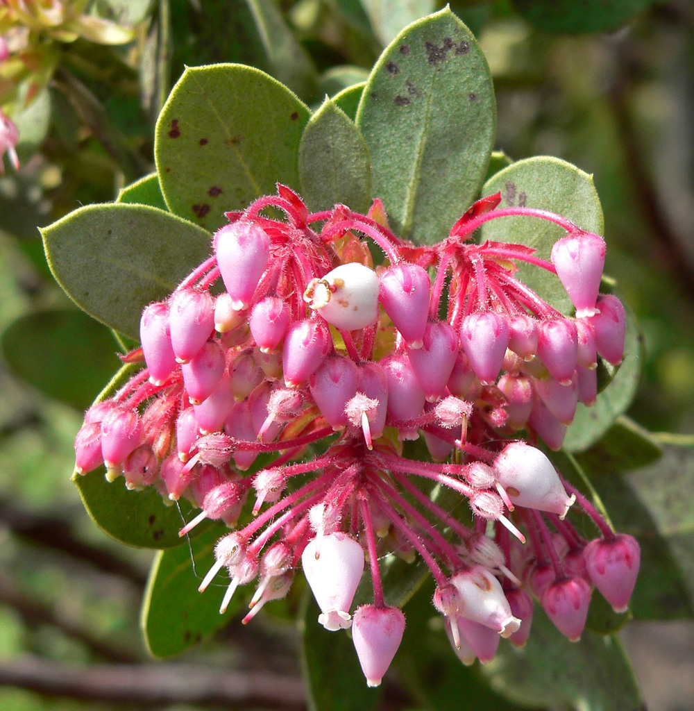 Arctostaphylos pringlei subsp. drupacea, native California shrub / tree