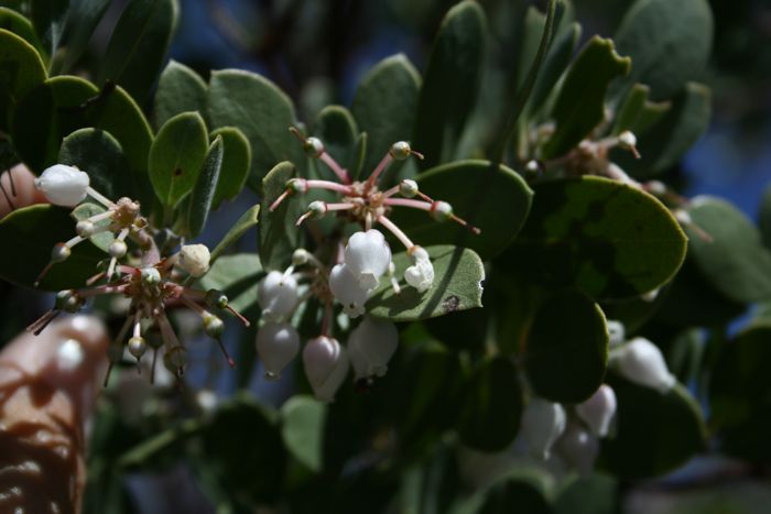 Arctostaphylos pungens (Mexican manzanita), native California shrub