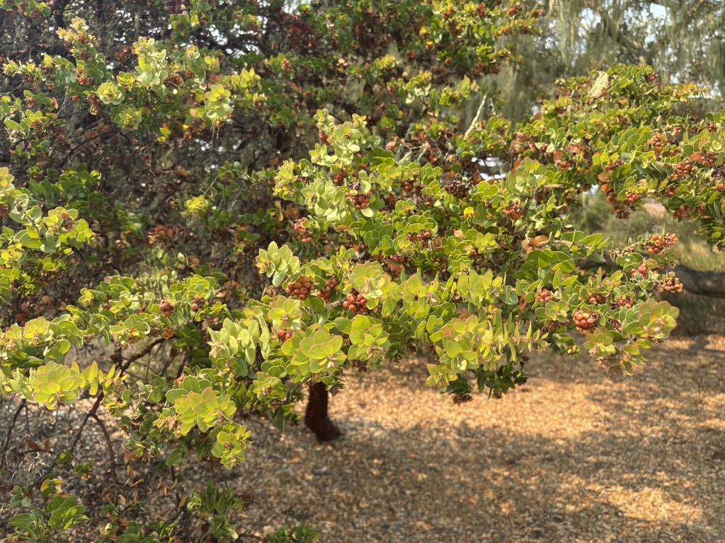 Arctostaphylos purissima subsp. globosa (Globose manzanita), native California shrub