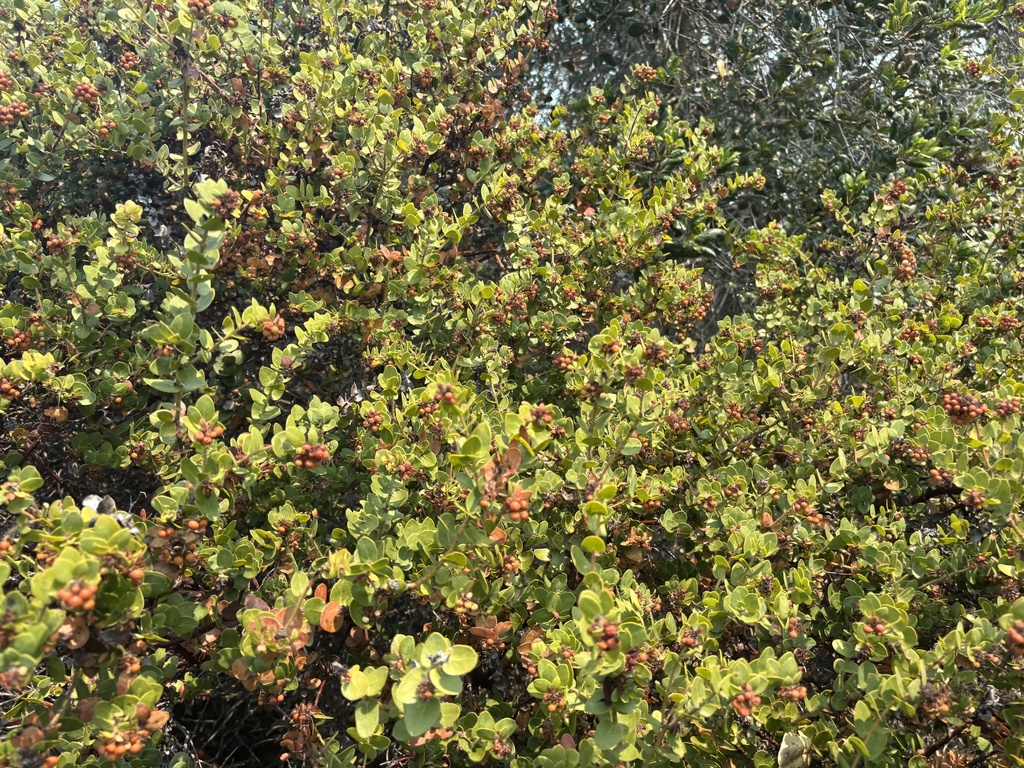 Arctostaphylos purissima subsp. purissima (La purisima manzanita), native California shrub