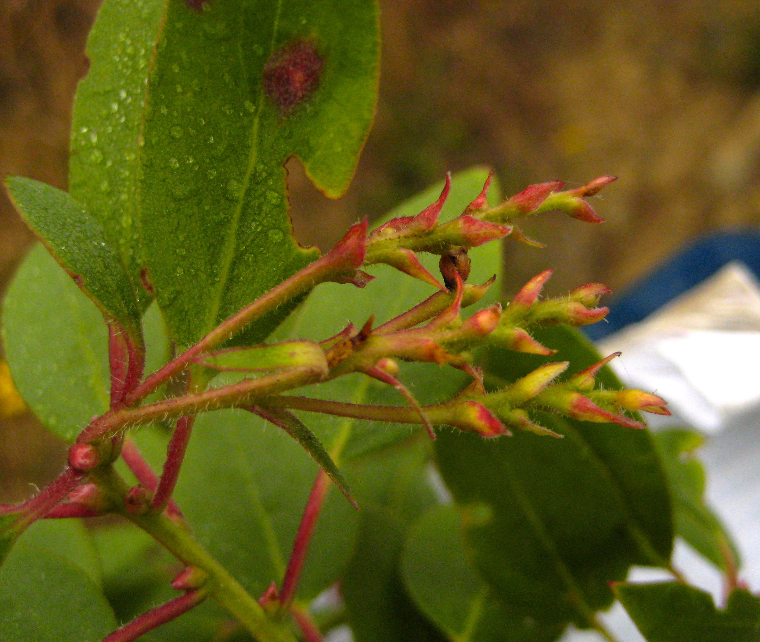 Arctostaphylos rainbowensis (Rainbow manzanita), native California shrub