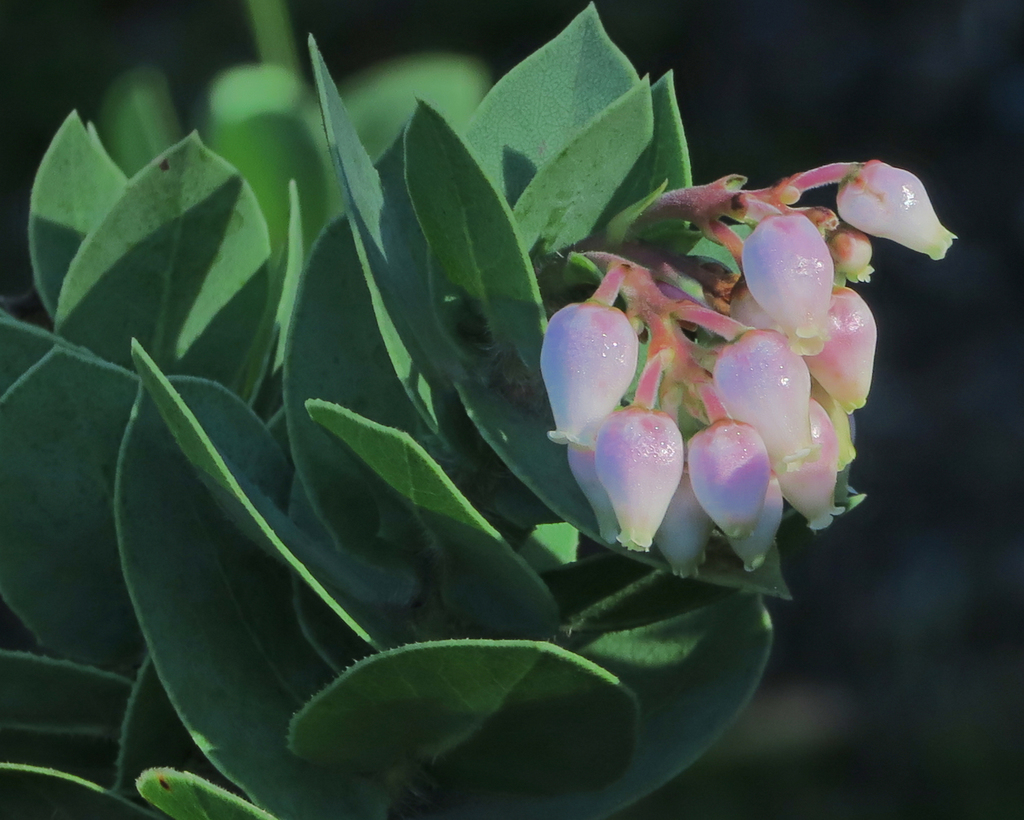 Arctostaphylos refugioensis (Refugio manzanita), native California shrub