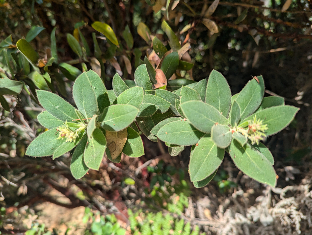Arctostaphylos regismontana (Kings mountain manzanita), native California shrub