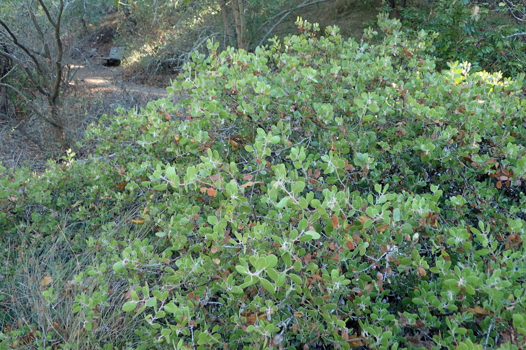 Arctostaphylos rudis (Sand mesa manzanita), native California shrub