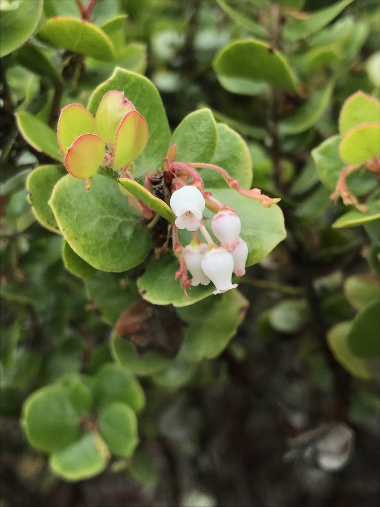 Arctostaphylos sensitiva (Glossyleaf manzanita), native California shrub