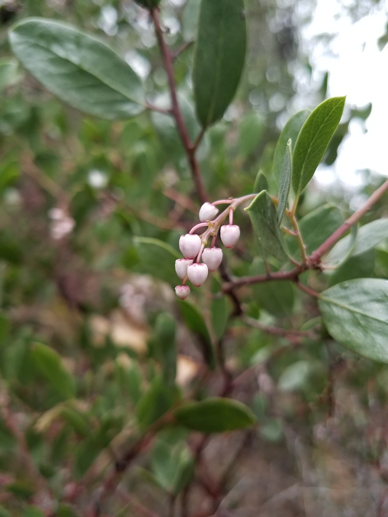 Arctostaphylos stanfordiana subsp. stanfordiana, native California shrub