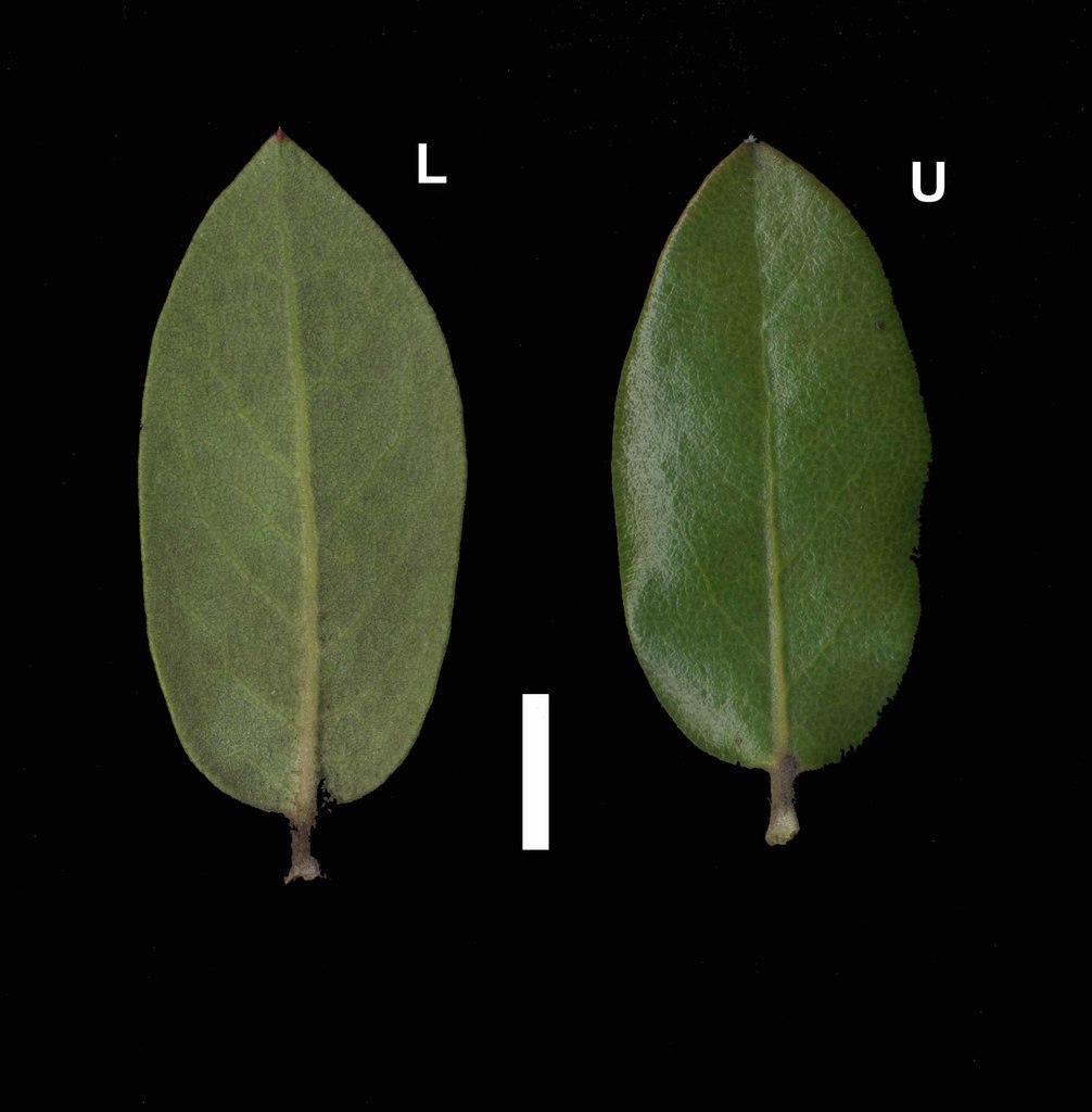 Arctostaphylos tomentosa subsp. hebeclada, native California shrub