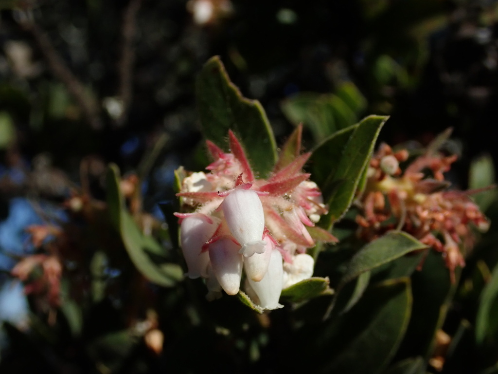 Arctostaphylos virgata (Marin manzanita), native California shrub