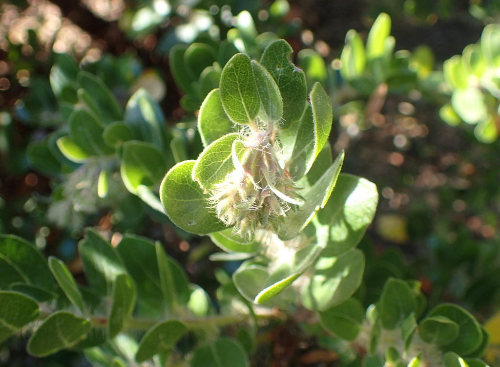Arctostaphylos viridissima (White-haired manzanita), native California shrub