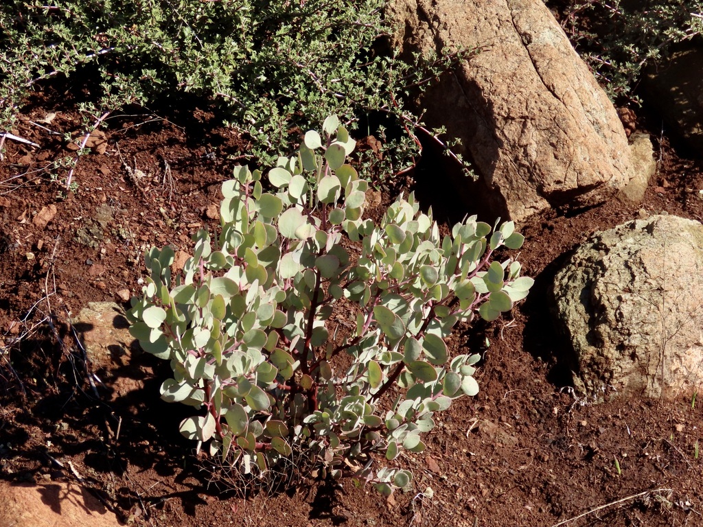 Arctostaphylos viscida — parent species of Arctostaphylos viscida subsp. pulchella