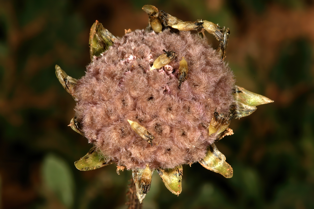 Arctotheca calendula (Capeweed), non-native California herb