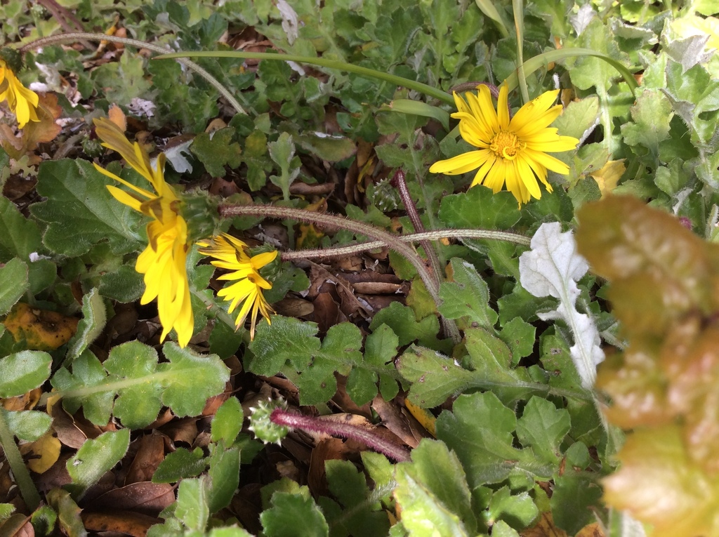 Arctotheca prostrata (Prostrate capeweed), non-native California perennial