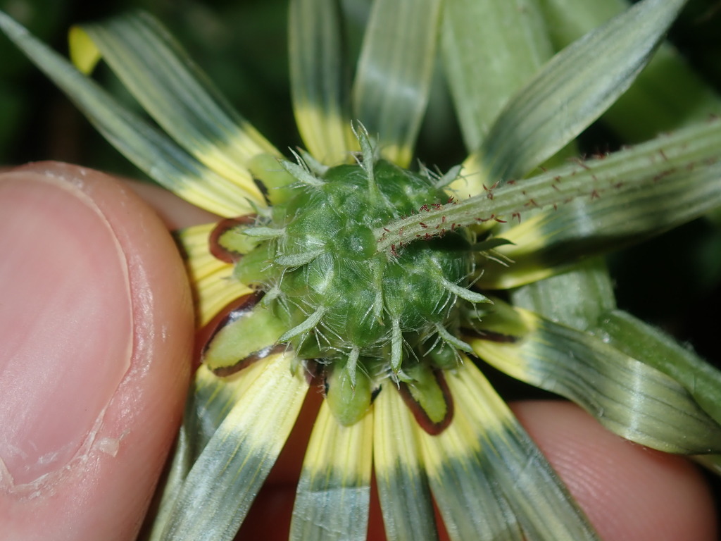 Arctotheca sp., non-native California perennial