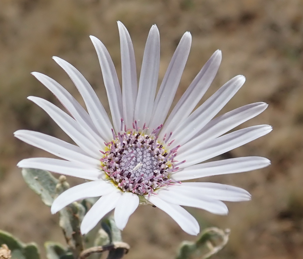 Arctotis venusta (Blue-eyed african daisy), non-native California subshrub