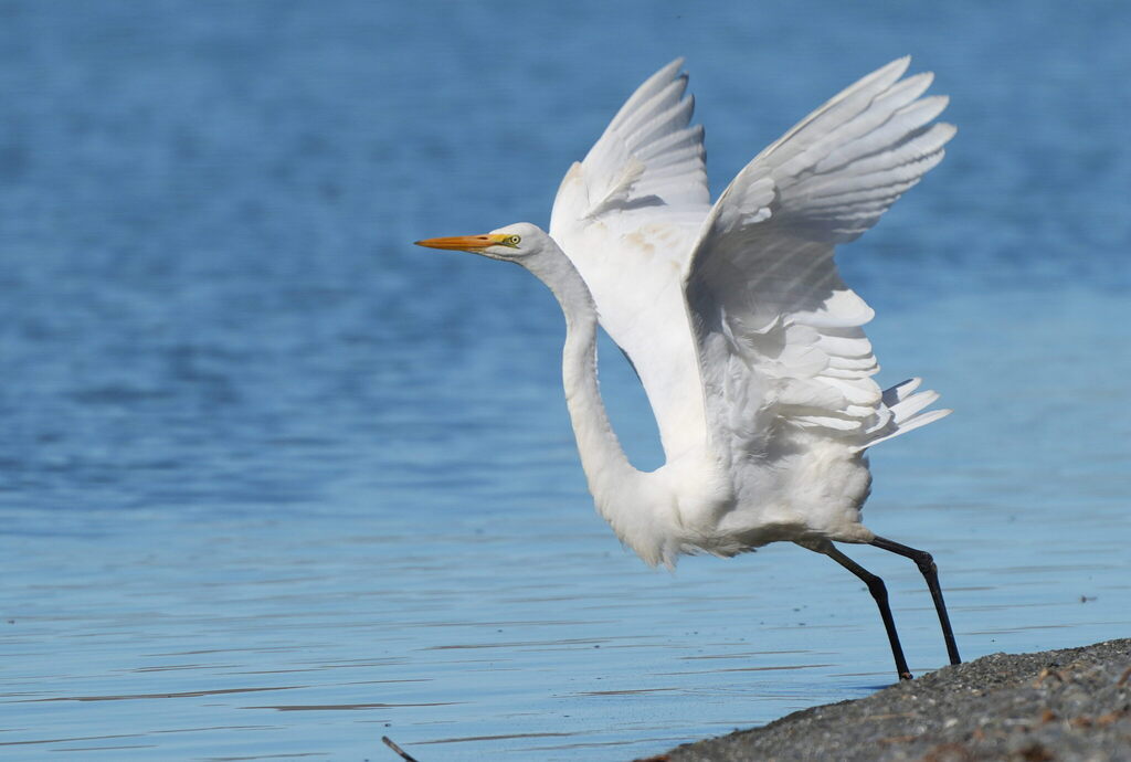 Ardea alba (Great Egret), California species