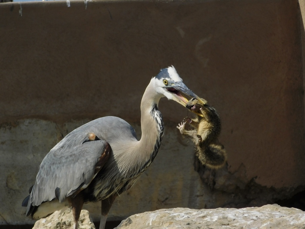 Ardea herodias (Great Blue Heron), California species