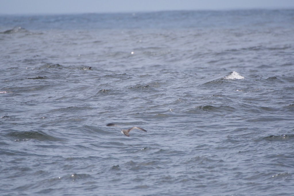 Ardenna bulleri (Buller's Shearwater), California species