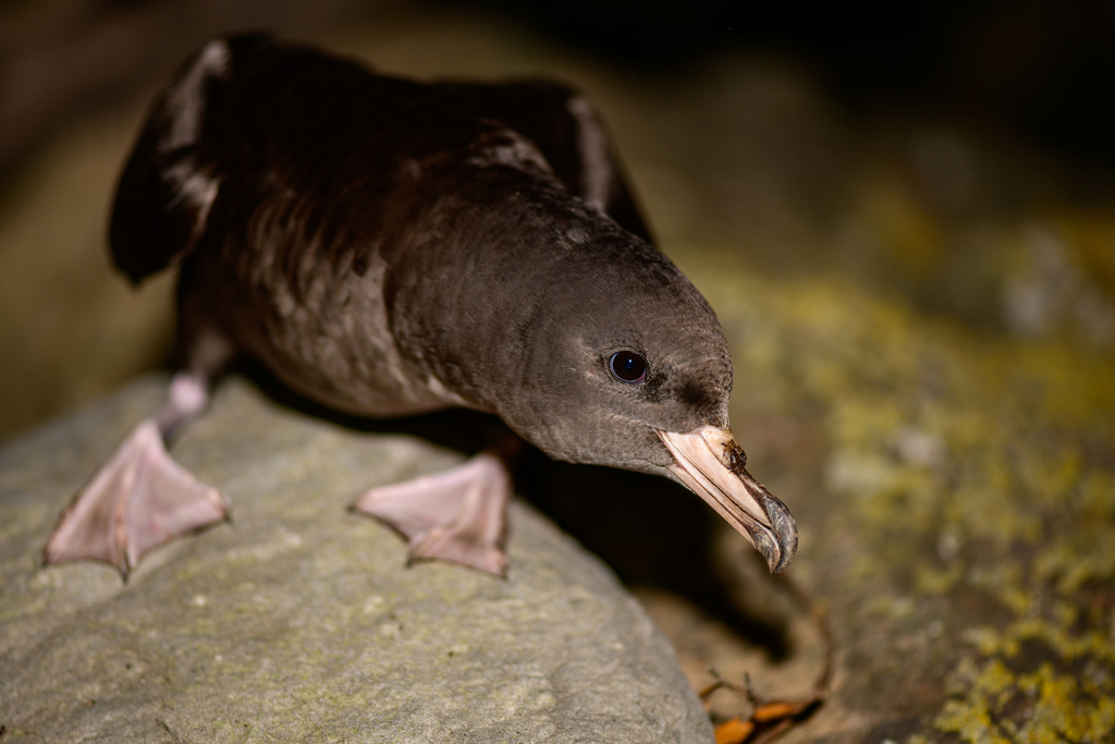 Ardenna carneipes (Flesh-footed Shearwater), California species