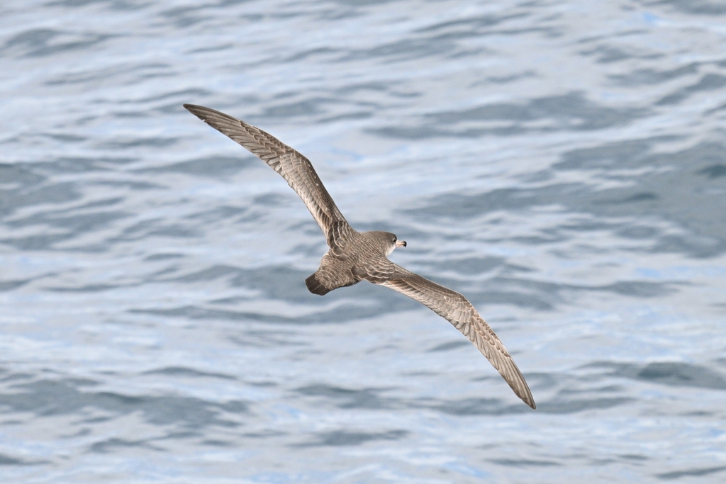 Ardenna creatopus (Pink-footed Shearwater), California species