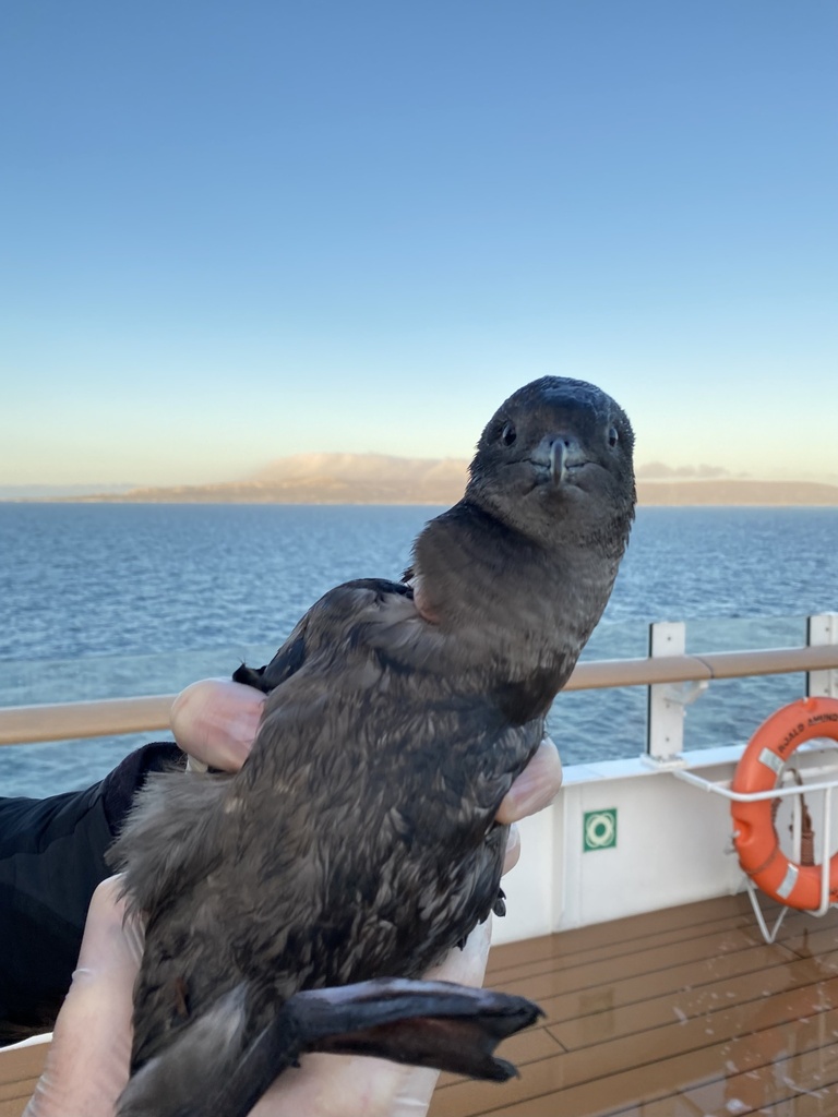 Ardenna grisea (Sooty Shearwater), California species