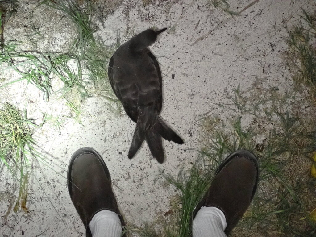 Ardenna pacifica (Wedge-tailed Shearwater), California species