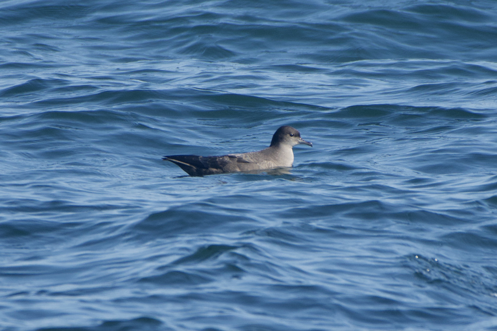 Ardenna tenuirostris (Short-tailed Shearwater), California species
