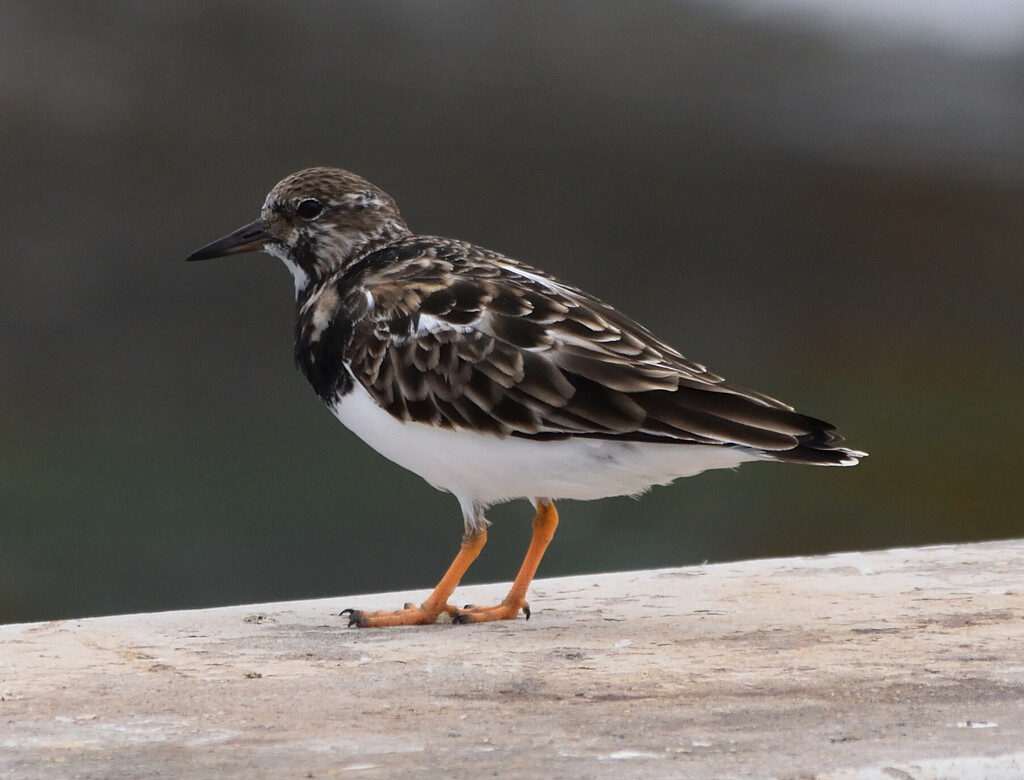 Arenaria interpres (Ruddy Turnstone), California species