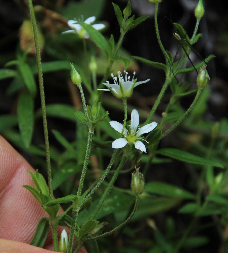 Arenaria lanuginosa var. saxosa (Rock sandwort), native California herb