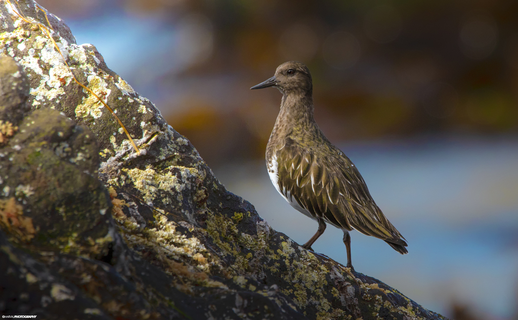 Arenaria melanocephala (Black Turnstone), California species