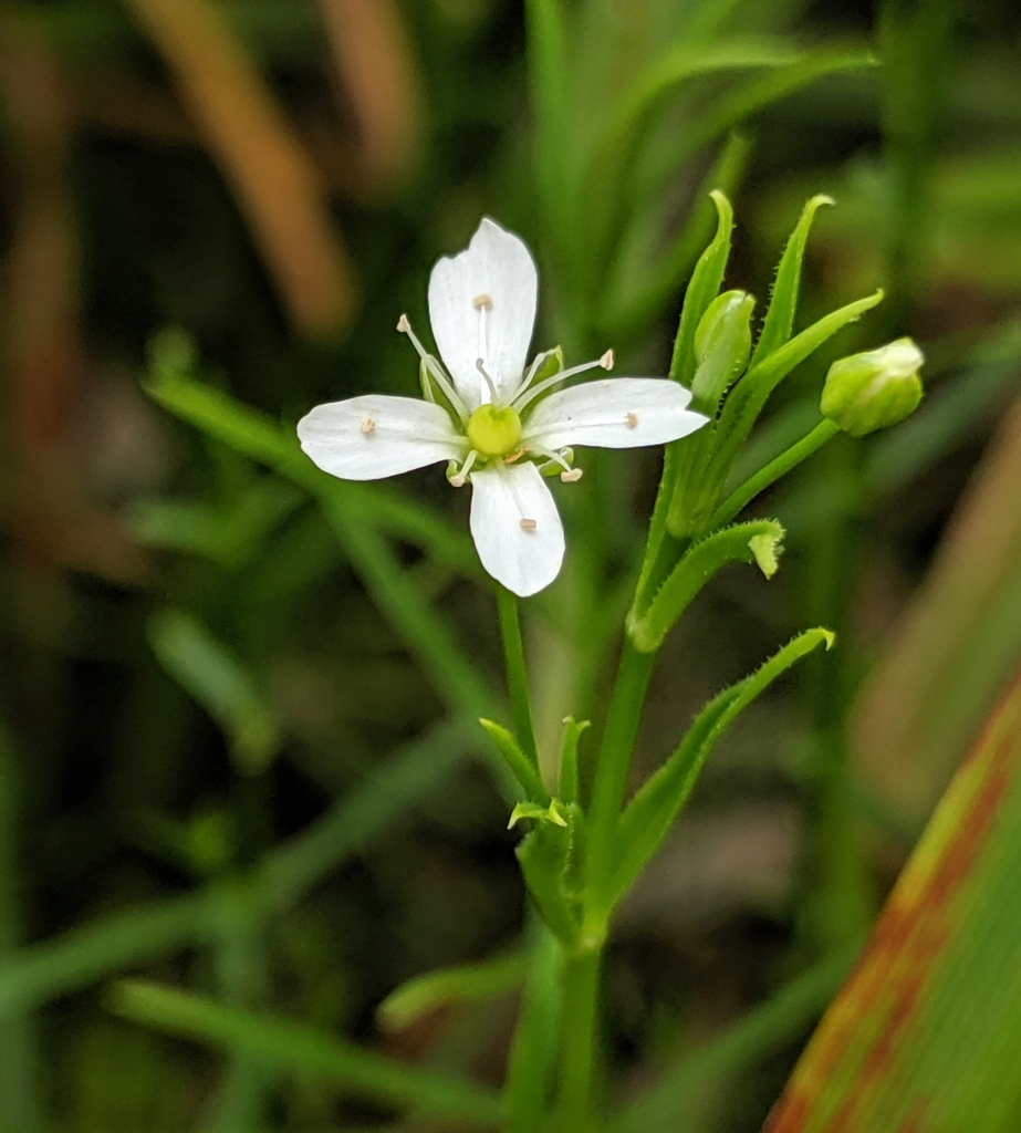 Arenaria paludicola (Marsh sandwort), native California herb