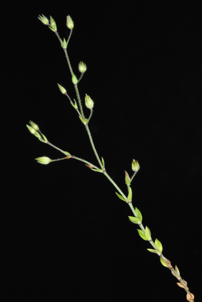Arenaria serpyllifolia var. serpyllifolia (Thymeleaf sandwort), non-native California annual
