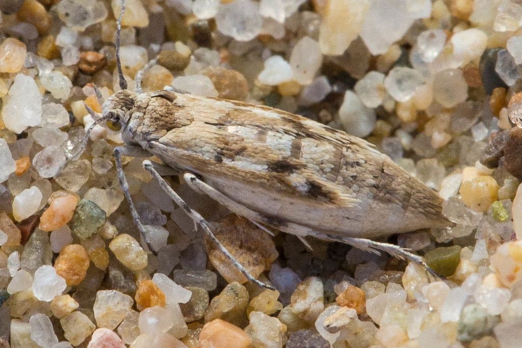 Areniscythris brachypteris (Oso Flaco Flightless Moth), California species