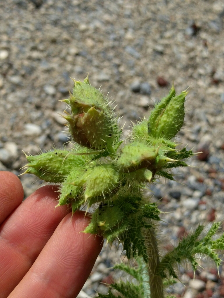 Argemone corymbosa (Leafy prickly poppy), native California herb