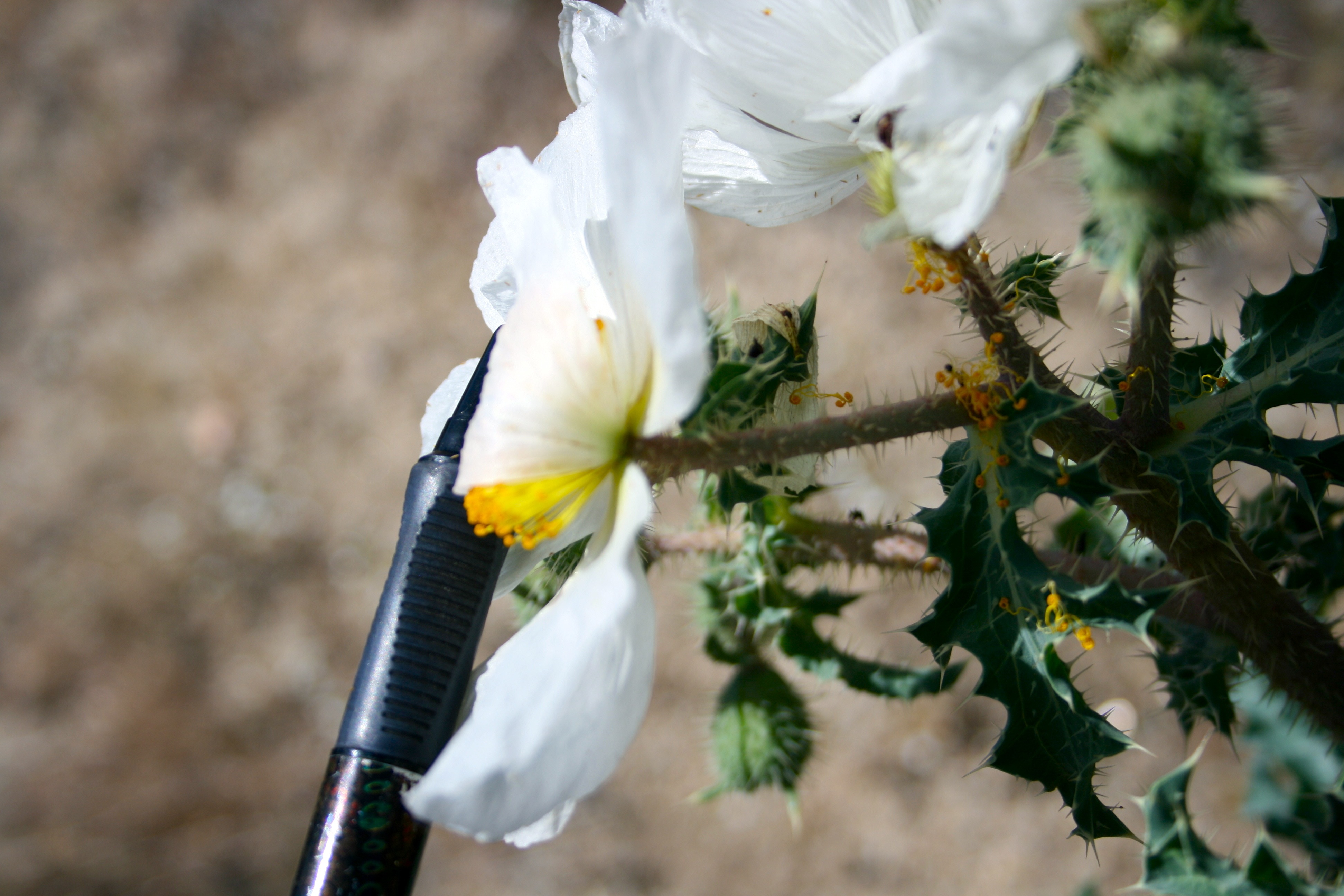 Argemone munita (Chicalote), native California herb