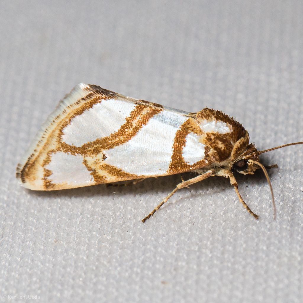 Argentostiria koebelei (Koebele’s Argentostiria Moth), California species