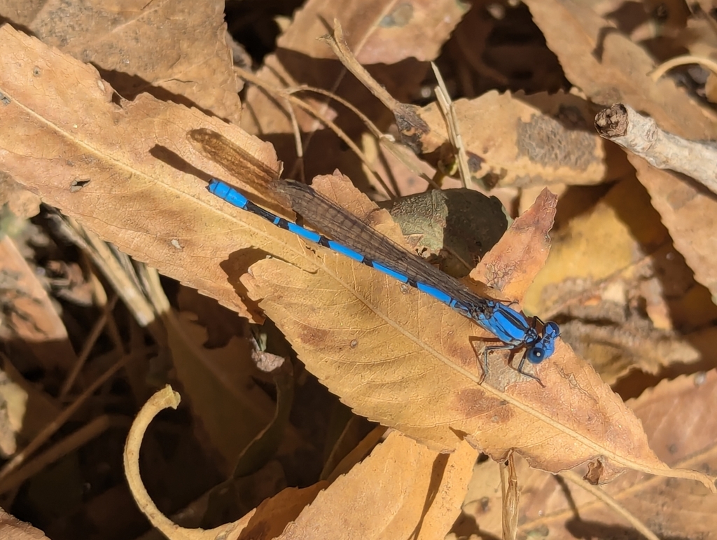 Argia agrioides (California Dancer), California species