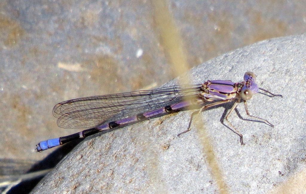 Argia emma (Emma's Dancer), California species