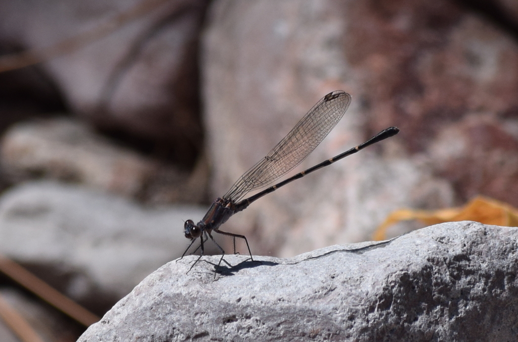 Argia lugens (Sooty Dancer), California species