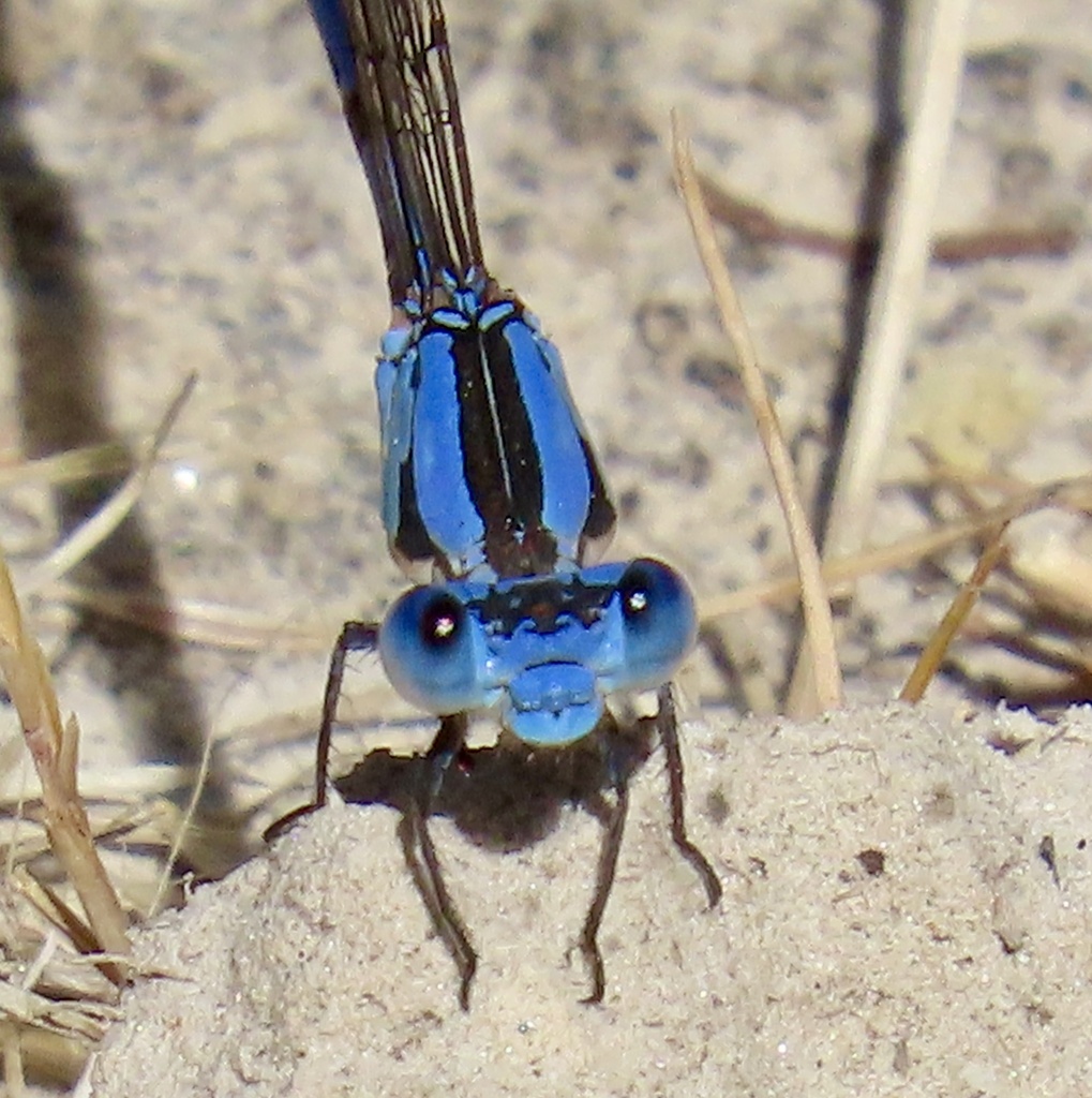 Argia vivida (Vivid Dancer), California species