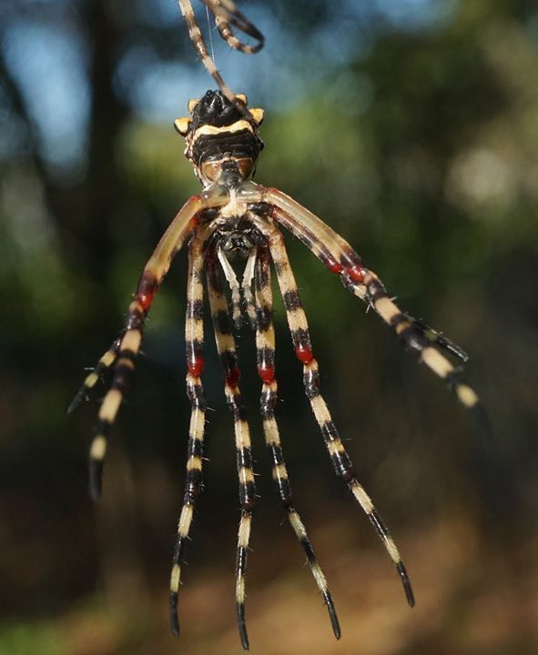 Argiope argentata (Silver Garden Orbweaver), California species