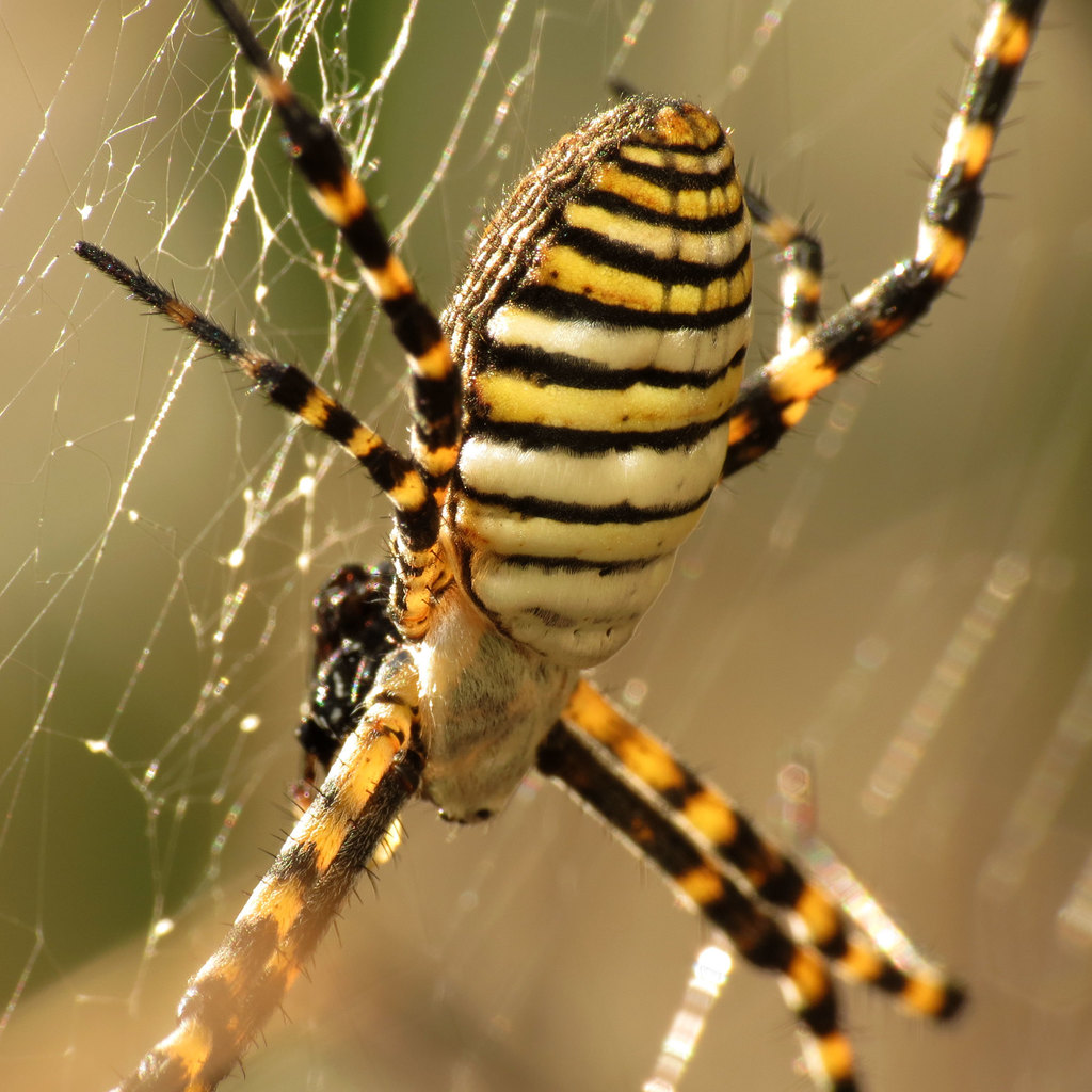 Argiope trifasciata (Banded Garden Spider), California species