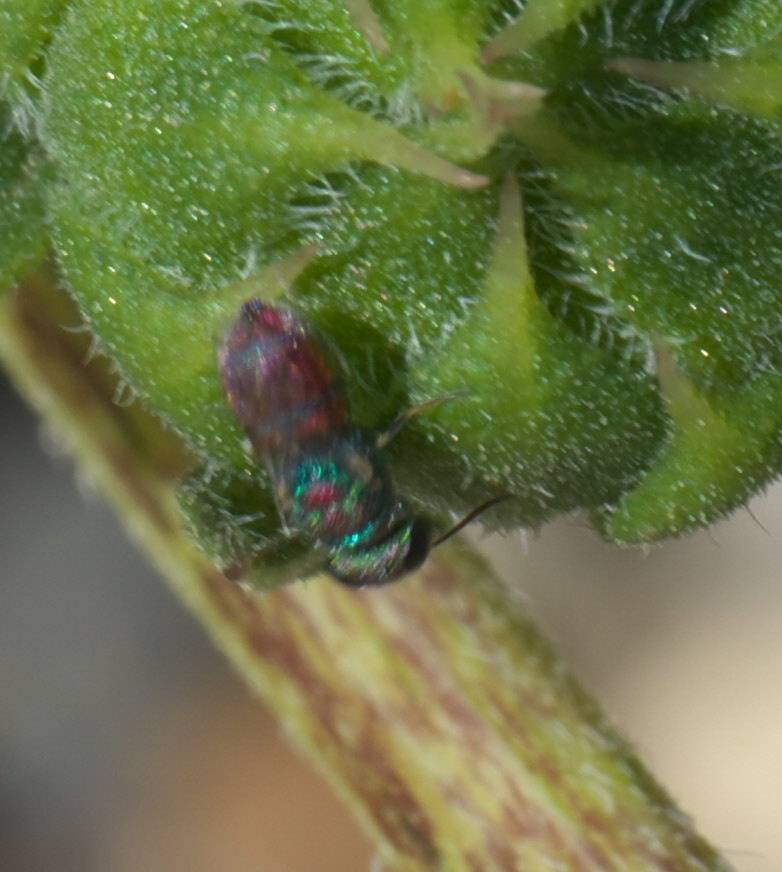 Argochrysis lassenae (Lassen Cuckoo Wasp), California species