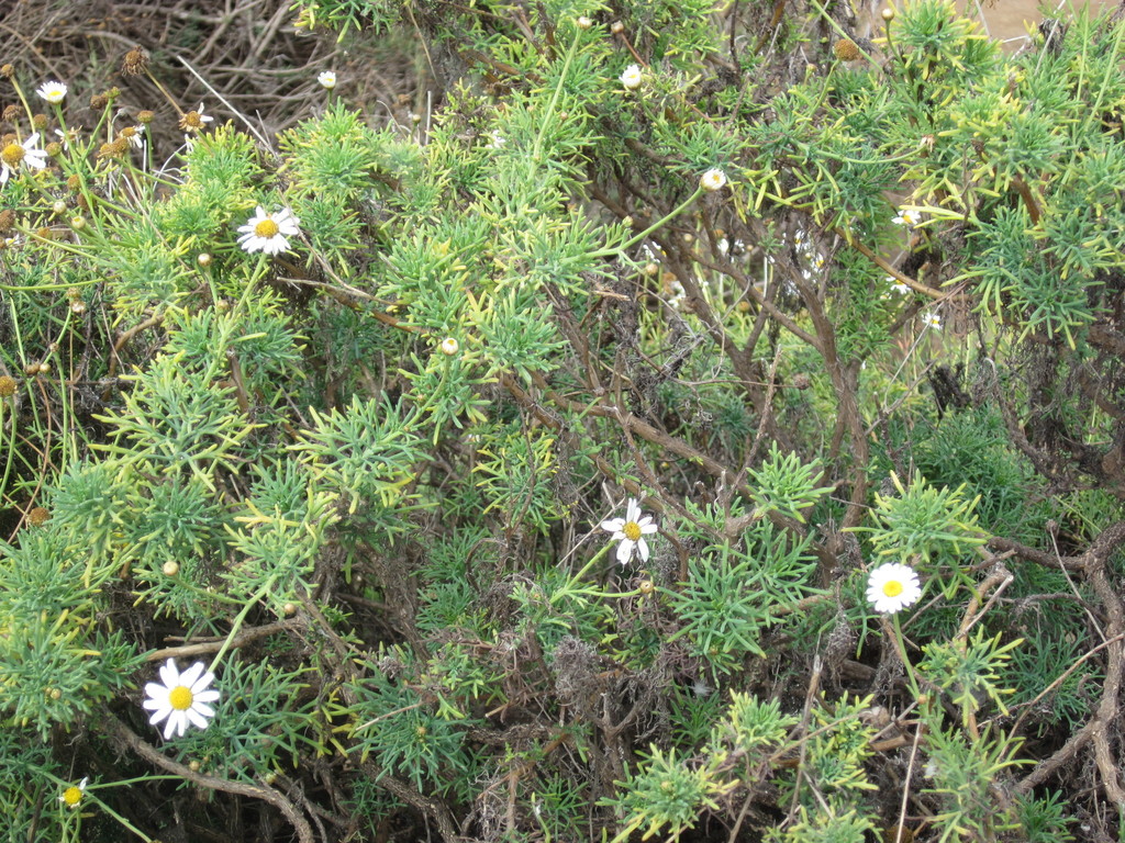 Argyranthemum foeniculaceum (Canary Island margeurite), non-native California shrub