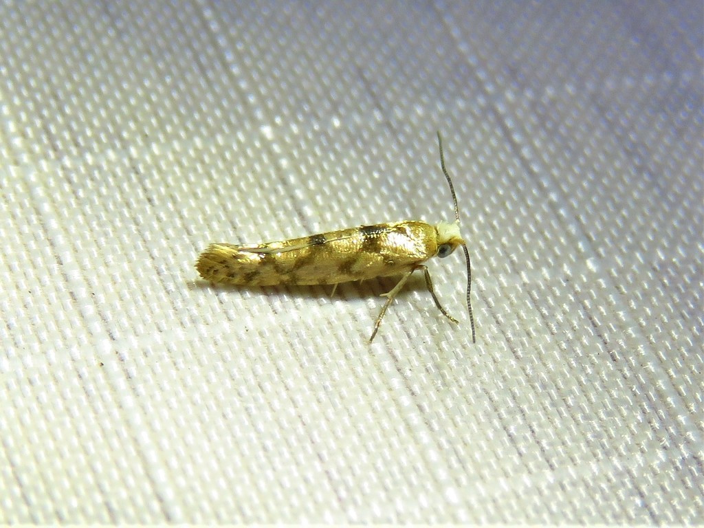 Argyresthia alternatella, California species