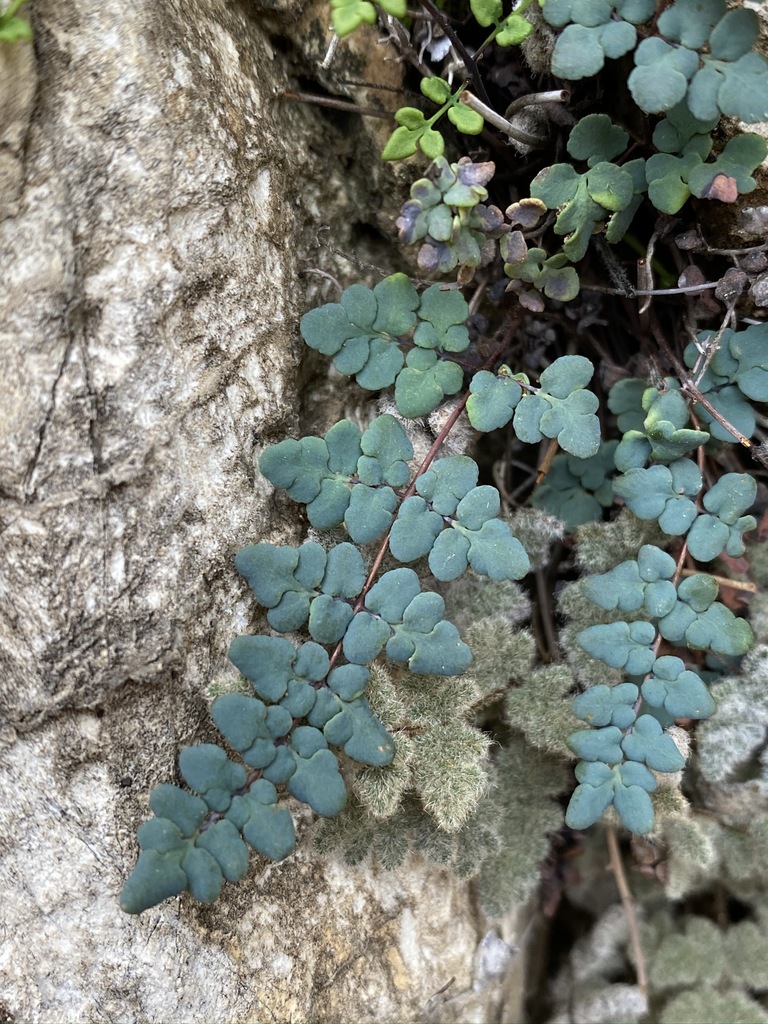 Argyrochosma jonesii (Jones' false cloak-fern), native California herb