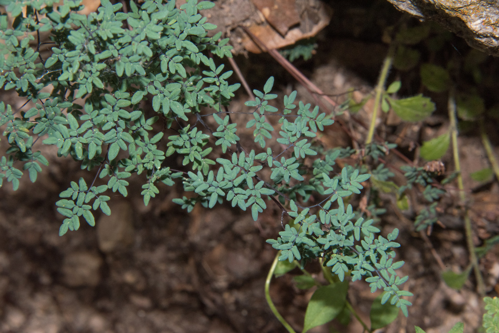 Argyrochosma limitanea subsp. limitanea (Southwestern false cloak-fern), native California herb