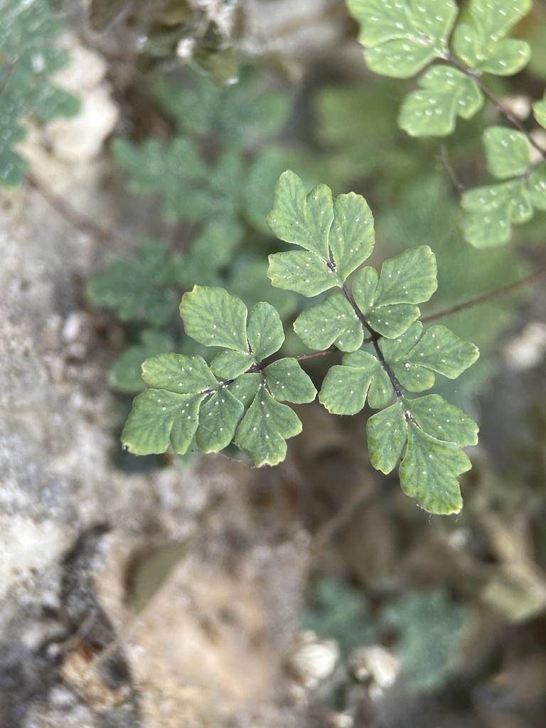 Argyrochosma sp., non-native California perennial